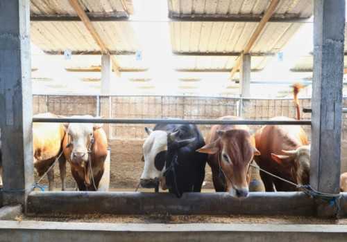 Kebutuhan Kurban Tembus 593 Ribu Ekor, Jateng Klaim Stok Lebih dari Cukup