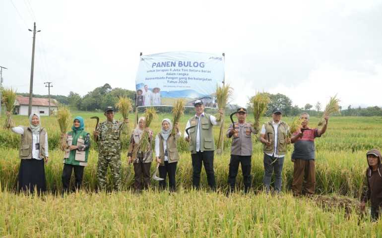 Jateng Jadi Penopang Pangan Nasional, Serapan BULOG Tembus 237 Ribu Ton