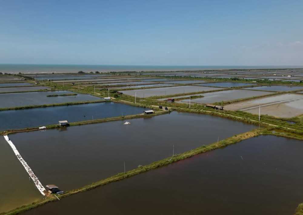Setahun Setelah Electrifying Marine, Petani Tambak Pati Rasakan Efisiensi dan Produktivitas yang Lebih Baik