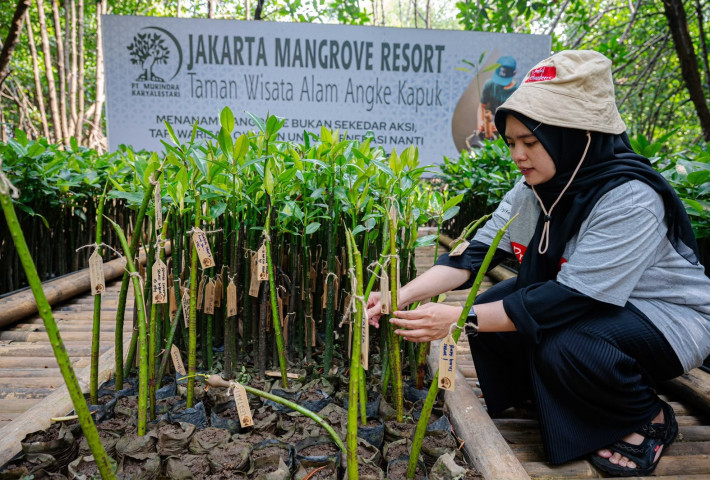 Prudential Indonesia Tanam 5.500 Mangrove di Kepulauan Seribu, Perkuat Ketahanan Pesisir Jakarta