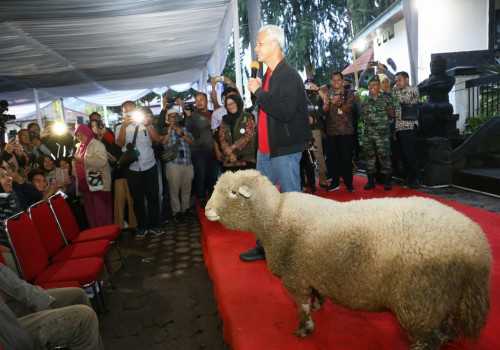 Jadi Alternatif Wisata, Warga Dieng Kembangkan Domba Batur