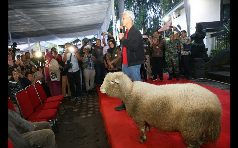 Jadi Alternatif Wisata, Warga Dieng Kembangkan Domba Batur