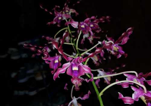 UNIK! Anggrek Merah Cantik Diberi Nama Dendrobium Ganjar Pranowo