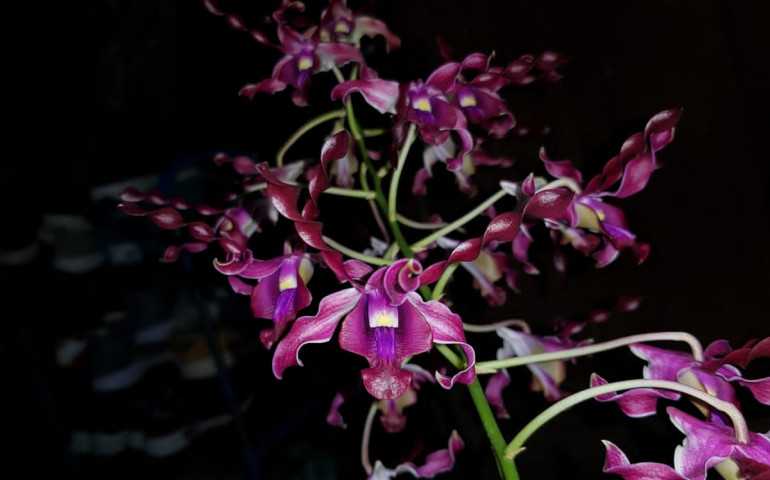UNIK! Anggrek Merah Cantik Diberi Nama Dendrobium Ganjar Pranowo
