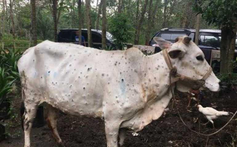 Sejumlah Sapi di Jateng Terserang Penyakit LSD, Pemprov Jateng Segera Bantu Tangani
