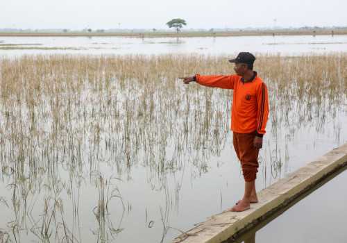 Pemprov Jateng Bantu Petani Gagal Panen Akibat Banjir