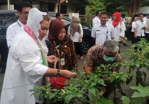 Keren, Urban Farming Pemkot Semarang Dapat Respon Positif dari Pemprov Jateng