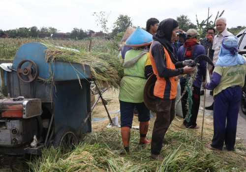 Musim Panen Padi di Kendal, Dipastikan Stok Beras di Jateng Aman