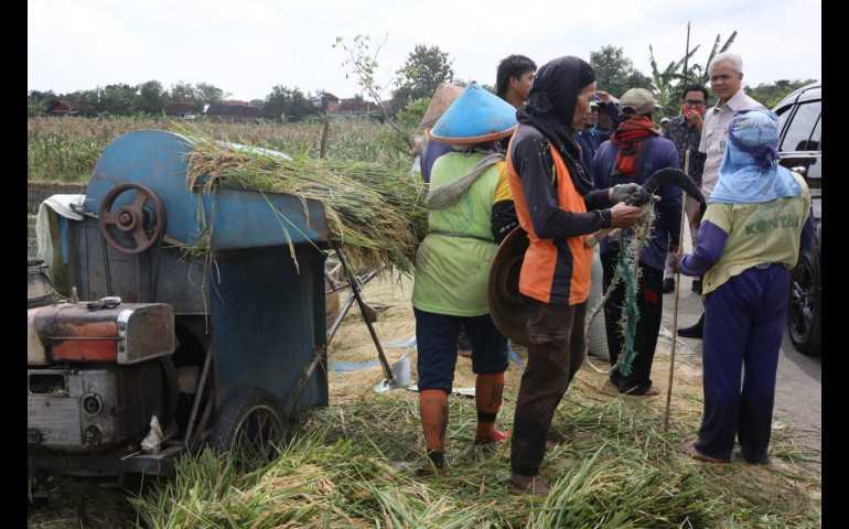 Musim Panen Padi di Kendal, Dipastikan Stok Beras di Jateng Aman