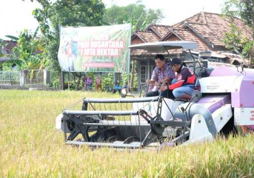 Panen Padi Nusantara, Klaten Siap Jadi Penyangga Pangan