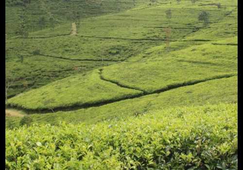 Serunya Berwisata di Kebun Teh Medini Kendal, Pemandangan Hijau Jadi Daya Tarik Wisatawan