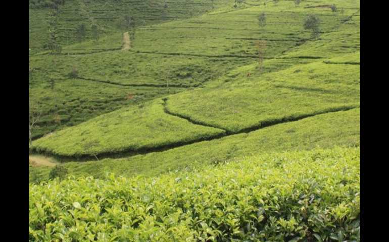 Serunya Berwisata di Kebun Teh Medini Kendal, Pemandangan Hijau Jadi Daya Tarik Wisatawan