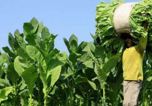 Pemkab Temanggung Sebut RUU Kesehatan Dapat Rugikan Petani Tembakau