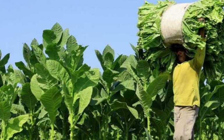 Pemkab Temanggung Sebut RUU Kesehatan Dapat Rugikan Petani Tembakau