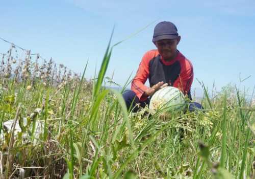 Batang Miliki Kualitas Semangka Terbaik, Tahun Ini Panen Capai 32 Ton