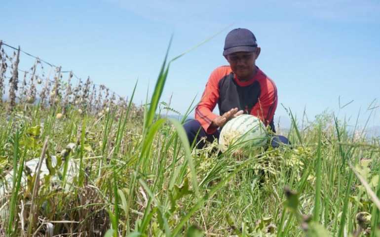 Batang Miliki Kualitas Semangka Terbaik, Tahun Ini Panen Capai 32 Ton