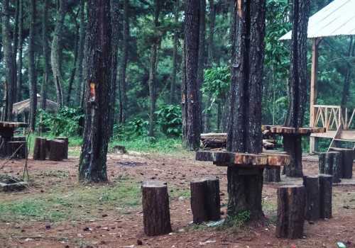 Wanawisata Polowono Batang: Diselimuti Sejuknya Pinus Sekaligus Kuliner Alam