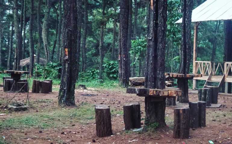Wanawisata Polowono Batang: Diselimuti Sejuknya Pinus Sekaligus Kuliner Alam