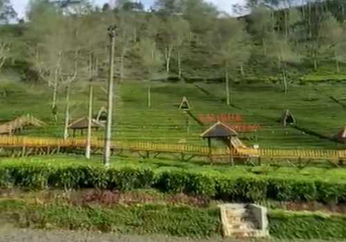 Wajib Dikunjungi! Indahnya Panorama di Kebun Teh Kaligua Brebes