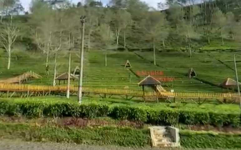 Wajib Dikunjungi! Indahnya Panorama di Kebun Teh Kaligua Brebes