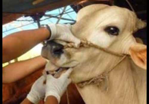 Peringatan Disnakkeswan Jateng, Jangan Makan Daging Hewan yang Sakit