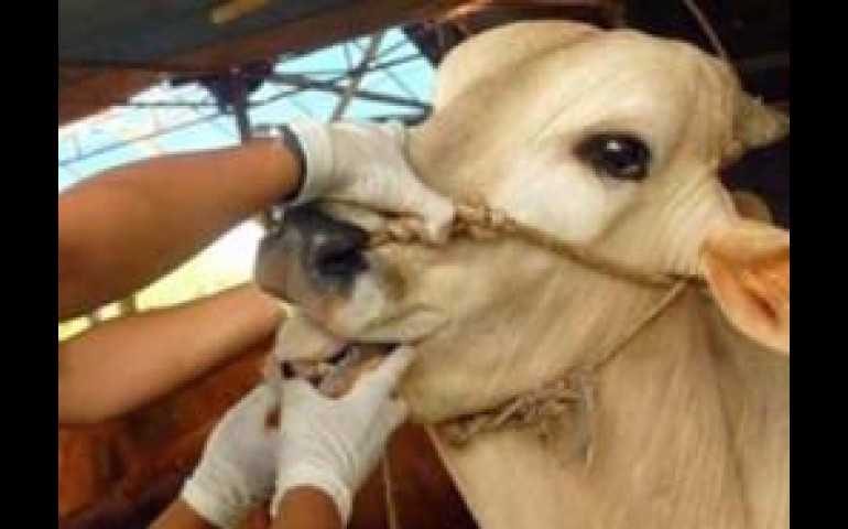 Peringatan Disnakkeswan Jateng, Jangan Makan Daging Hewan yang Sakit