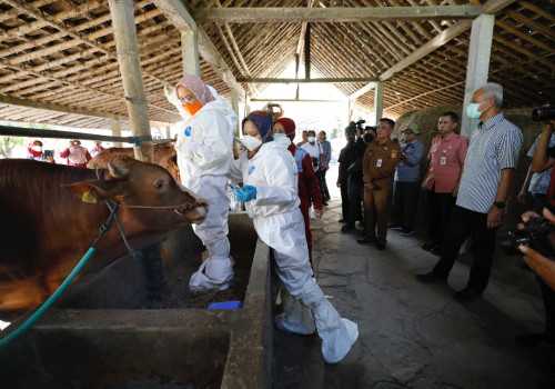 Gerak Cepat Ganjar Antisipasi Penyebaran Antraks