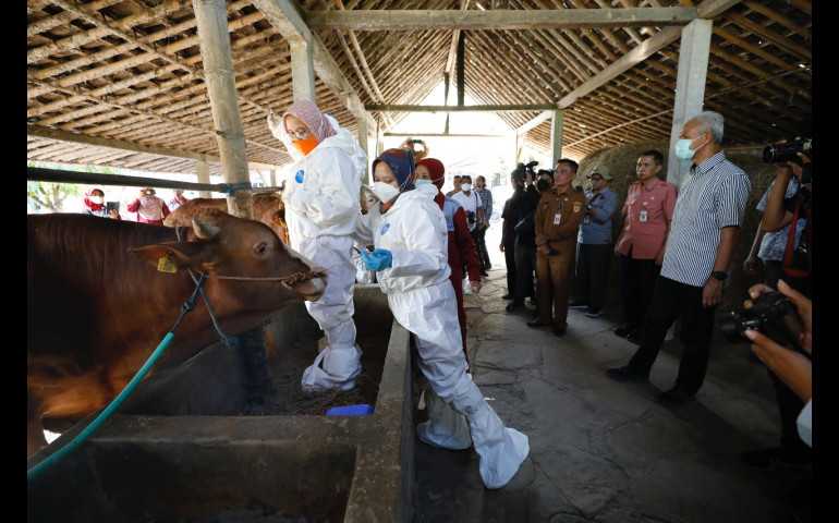 Gerak Cepat Ganjar Antisipasi Penyebaran Antraks
