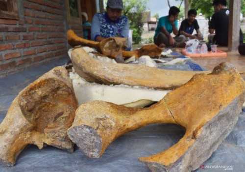 Kembali Ditemukan Fosil Gajah Purba di Situs Patiayam Kudus