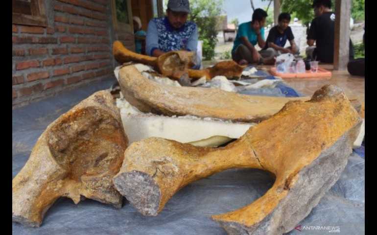Kembali Ditemukan Fosil Gajah Purba di Situs Patiayam Kudus