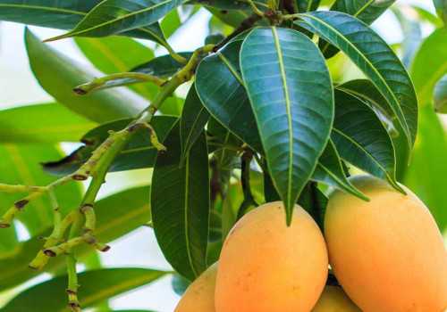 Perlu Diketahui Inilah Manfaat Daun Mangga Untuk Kesehatan Tubuh
