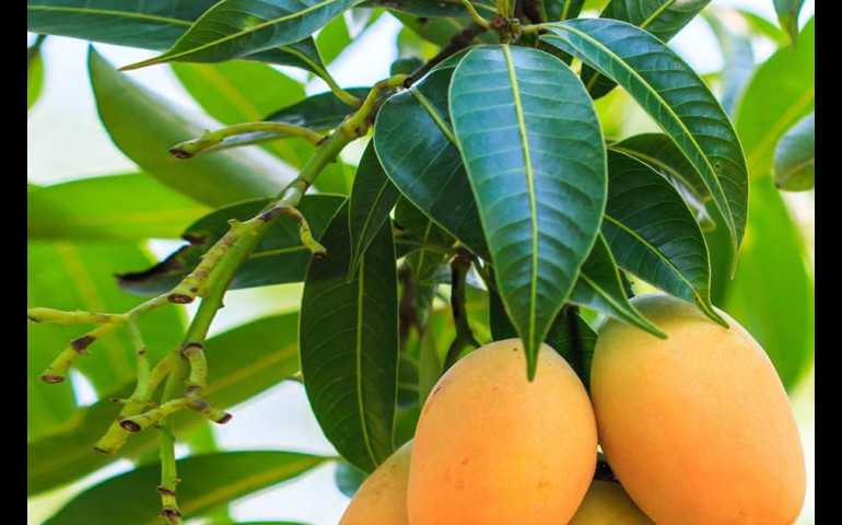 Perlu Diketahui Inilah Manfaat Daun Mangga Untuk Kesehatan Tubuh