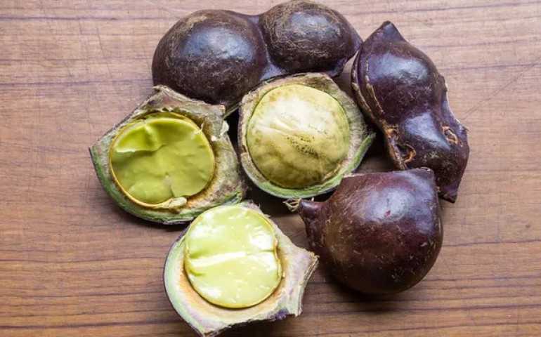 Jangan Keseringan, Begini Cara Jengkol Merusak Organ Ginjal