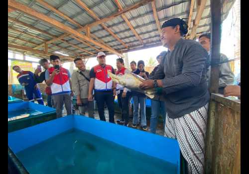 Jaga Ekosistem Laut, Pertamina Patra Niaga JBT Lakukan Pelepasliaran Penyu Lekang di Cilacap