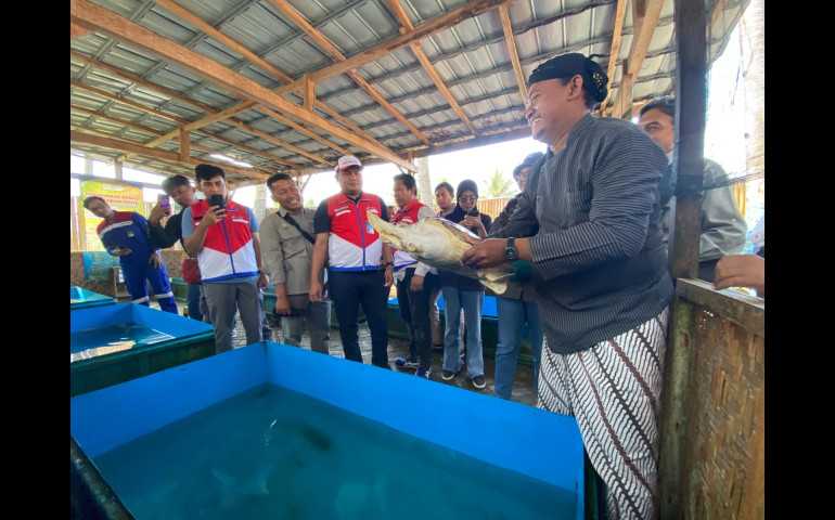 Jaga Ekosistem Laut, Pertamina Patra Niaga JBT Lakukan Pelepasliaran Penyu Lekang di Cilacap