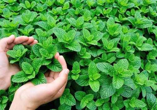 5 Tanaman Wangi Semerbak yang Ampuh Usir Kecoak dari Rumah
