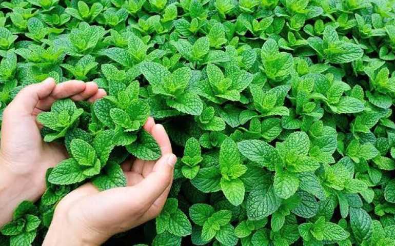 5 Tanaman Wangi Semerbak yang Ampuh Usir Kecoak dari Rumah