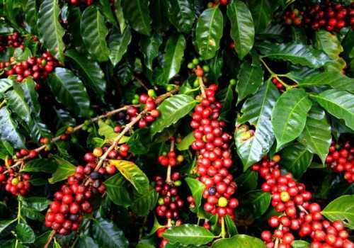 Punya Kualitas Unggulan, Petani Diminta Jaga Kualitas Kopi Temanggung