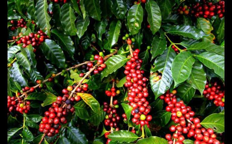 Punya Kualitas Unggulan, Petani Diminta Jaga Kualitas Kopi Temanggung