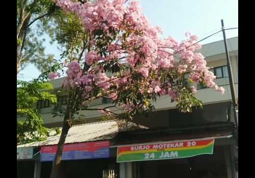 Kota Semarang Jadi Romantis Seperti Negeri Sakura