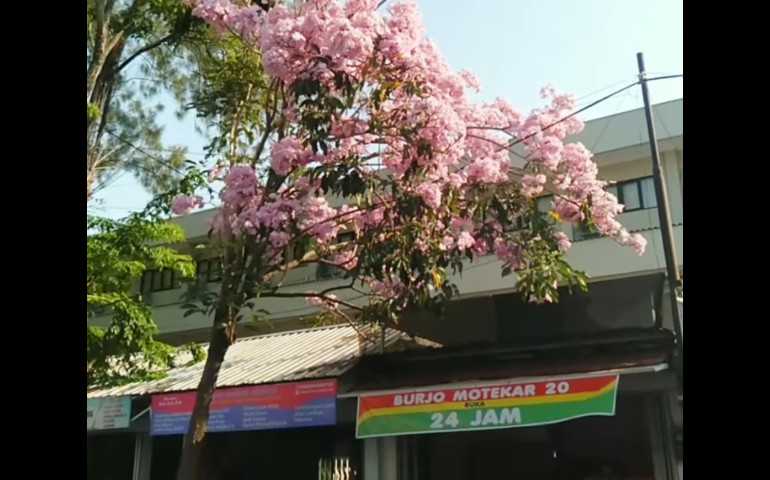 Kota Semarang Jadi Romantis Seperti Negeri Sakura