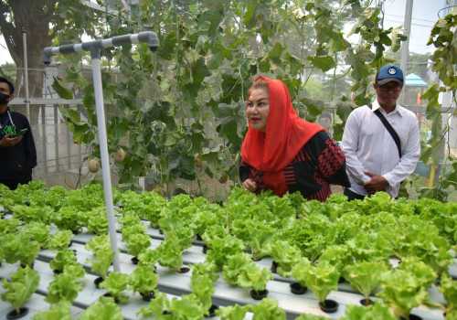 Resmikan Urban Farming di Sekolah Nusaputera, Mbak Ita Bangga Anak-anak Muda Ciptakan Teknologi Pertanian