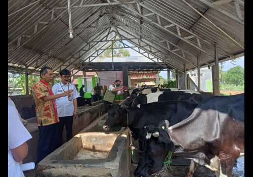 Sisihkan Boyolali dan Banyumas, Kelompok Tani Ternak Sido Makmur Gunungpati Raih Juara I Lomba KTT Sapi Perah Tingkat Jawa Tengah