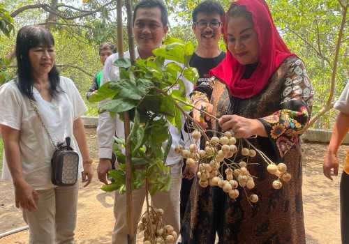 Mbak Ita Panen Kelengkeng Hawai, Kulit Putih, Buah Unik dan Manis, Cocok Dikembangkan di Semarang