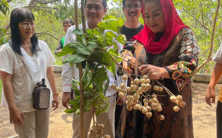 Mbak Ita Panen Kelengkeng Hawai, Kulit Putih, Buah Unik dan Manis, Cocok Dikembangkan di Semarang
