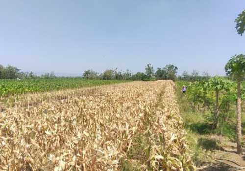 Musim Kemarau Produksi Jagung di Kendal Turun Meski Harga di Pasar Tinggi