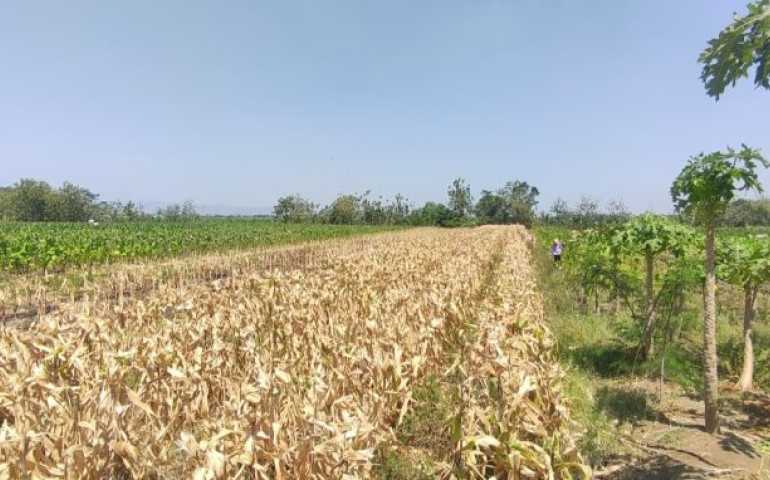 Musim Kemarau Produksi Jagung di Kendal Turun Meski Harga di Pasar Tinggi