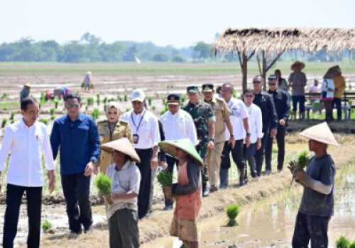 Musim Hujan Tiba, Presiden Jokowi Dorong Petani Tanam Padi