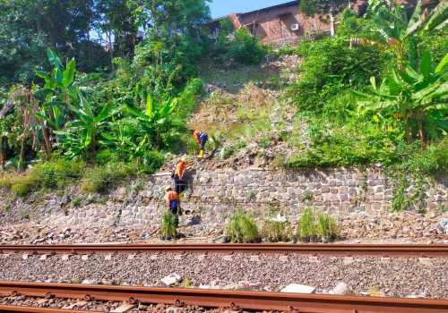 Antisipasi Longsor di Musim Hujan, KAI Daop 4 Tanam Rumput Akar Wangi di Sepanjang Jalur Kereta Api