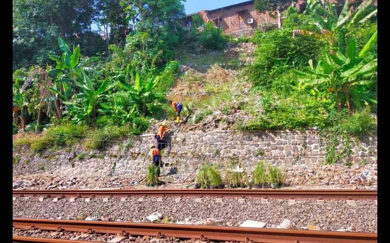 Antisipasi Longsor di Musim Hujan, KAI Daop 4 Tanam Rumput Akar Wangi di Sepanjang Jalur Kereta Api